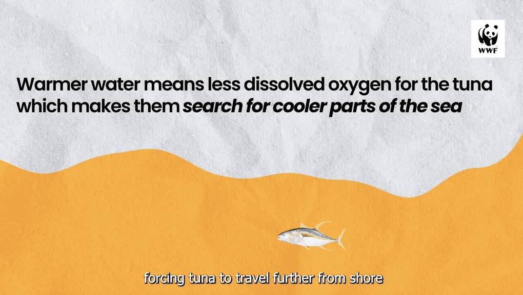 How is climate change affecting the lives of tuna fishers?