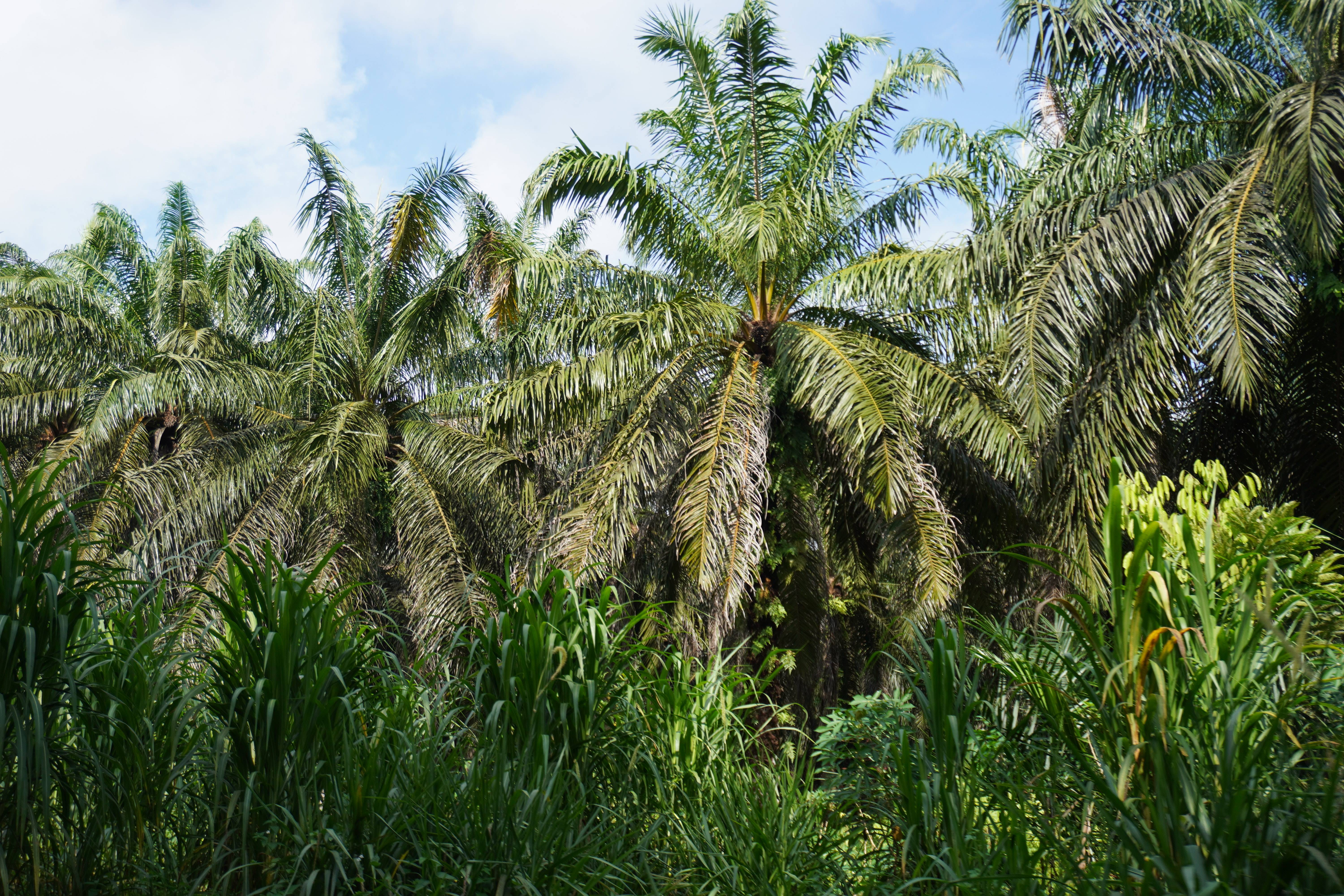 PALMSTEP: Palm Oil Sustainability & Traceability Enhancement Programme
